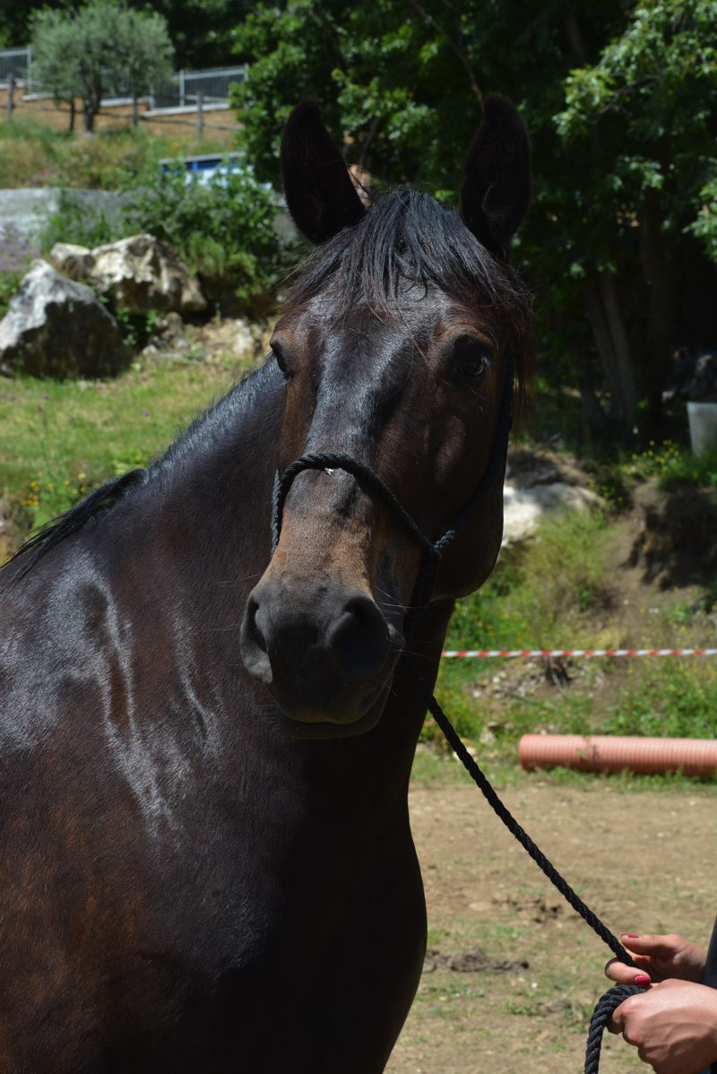 Cavallo Romano