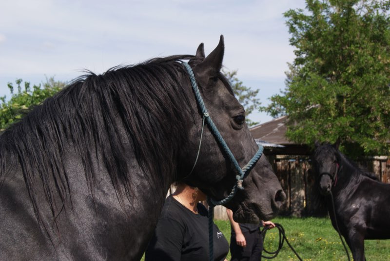 Cavallo Romano