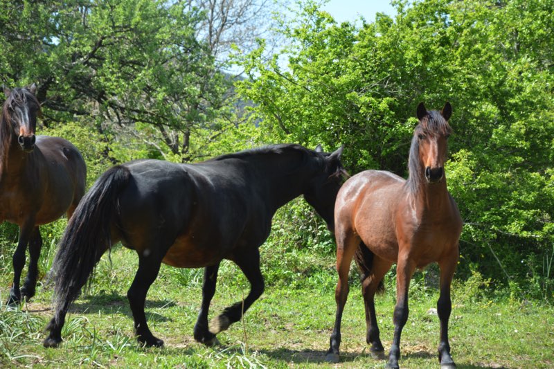 Cavallo Tolfetano