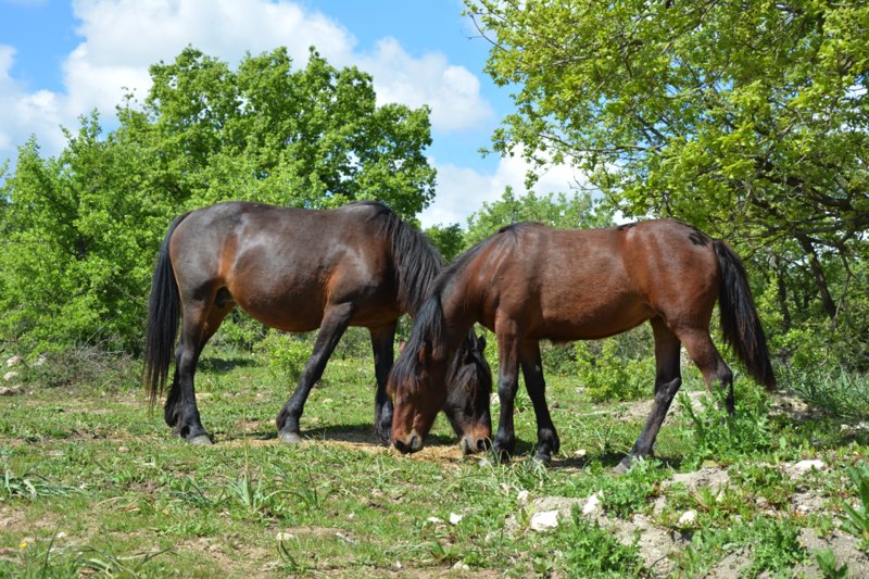 Cavallo Tolfetano