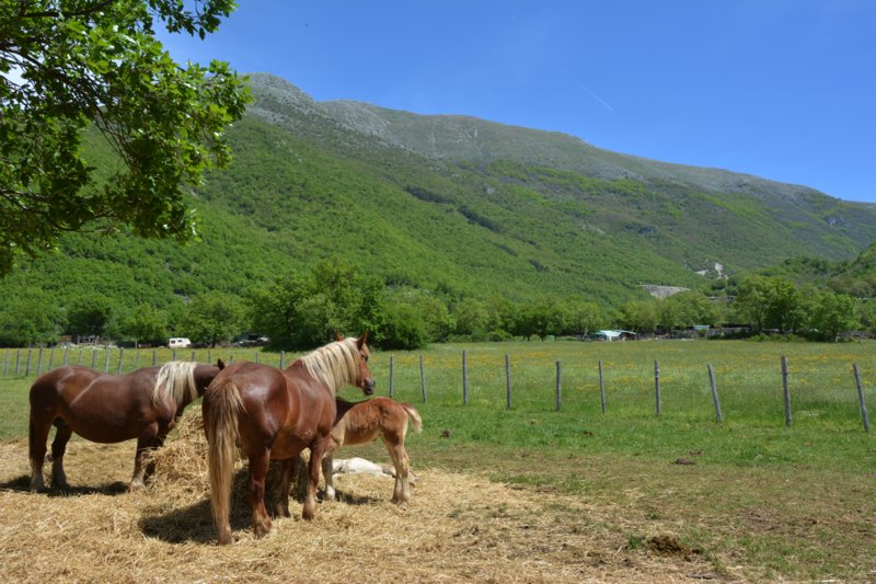 Cavallo Tpr