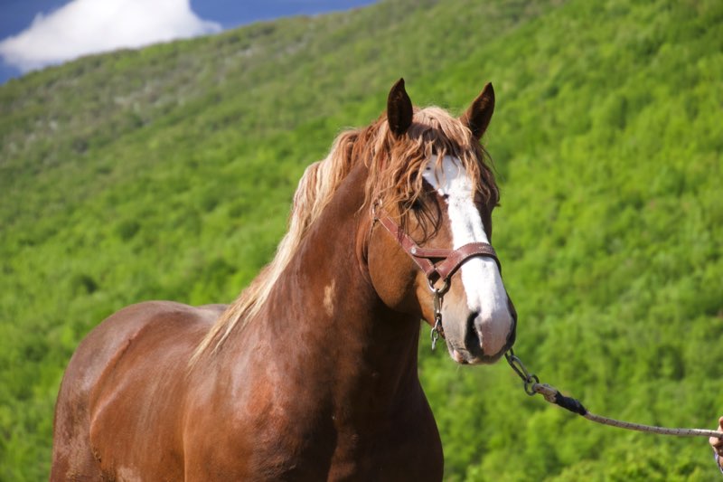 Cavallo Tpr
