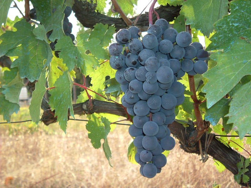 Cesenese nero grappolo
