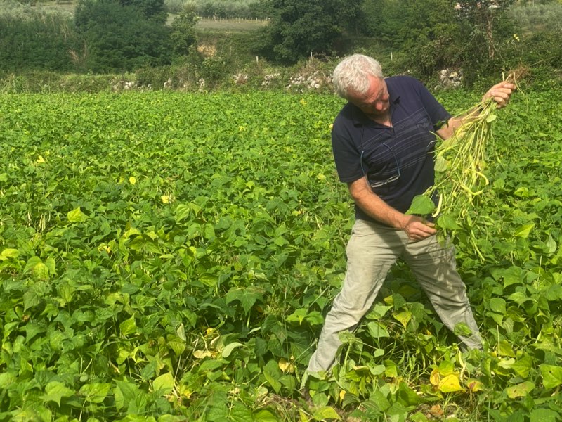 Fagiolo Cannellino Atina