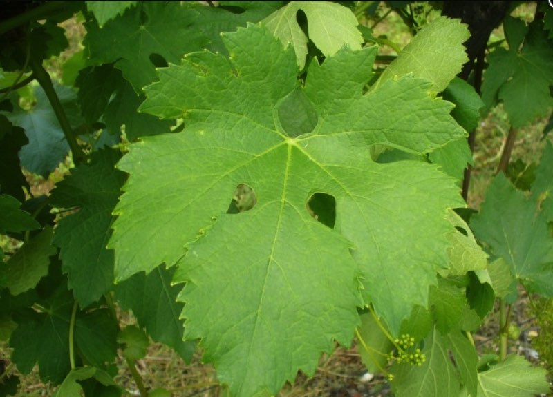 Forastera foglia
