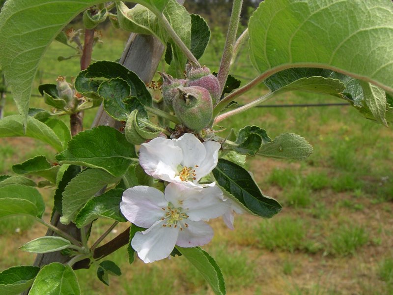 Melo Paradisa