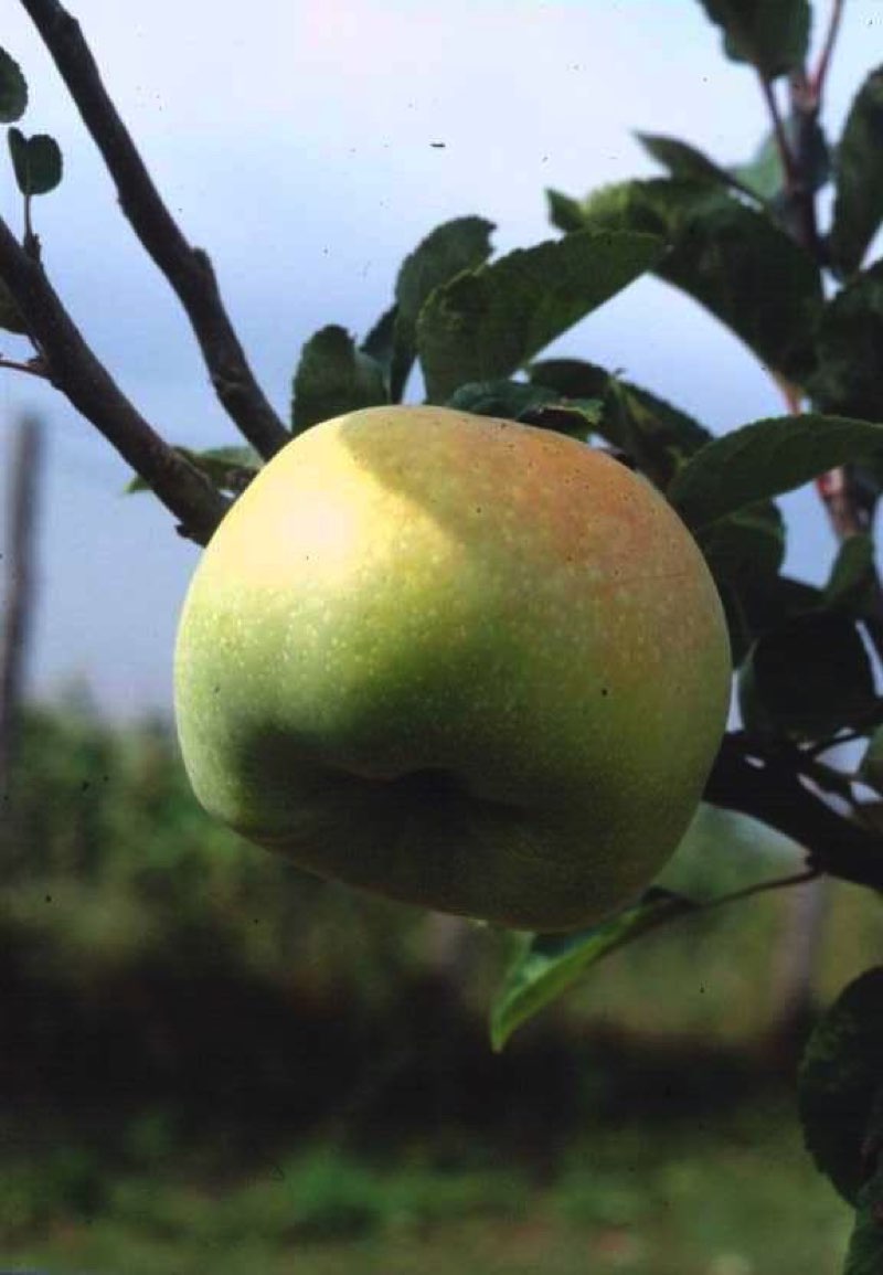 Melo Paradisa