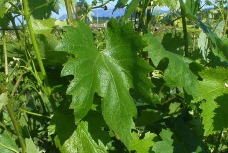 Olivella nera foglia
