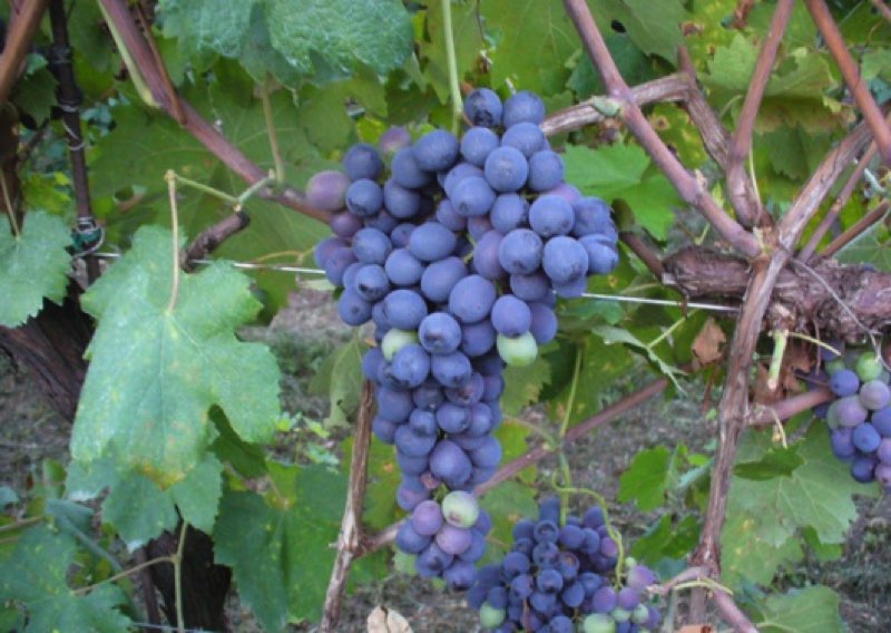 Olivella nera grappolo