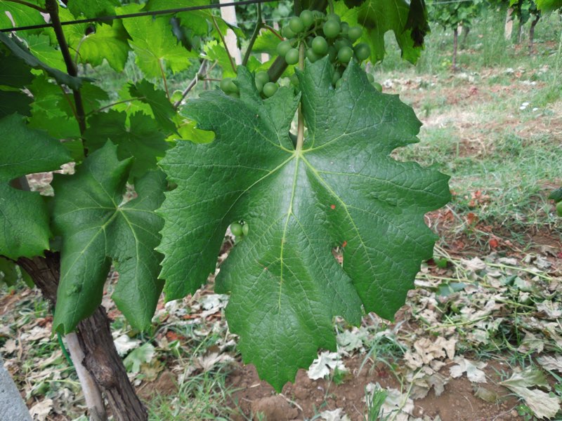 Pecorino foglia 