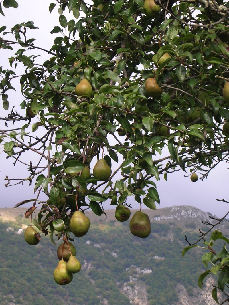 Pero Deluprete