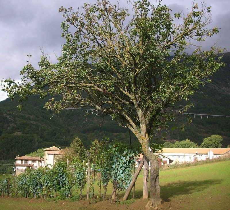 Pero Deluprete