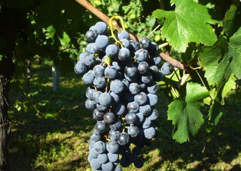 Piedirosso grappolo