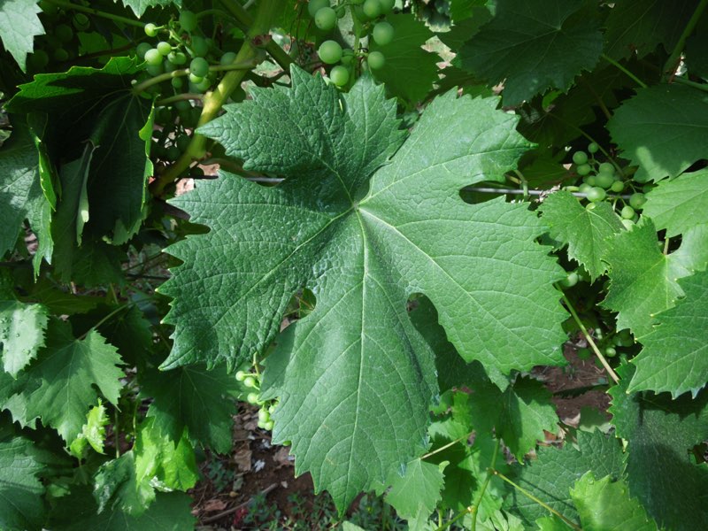 Rosciola foglia