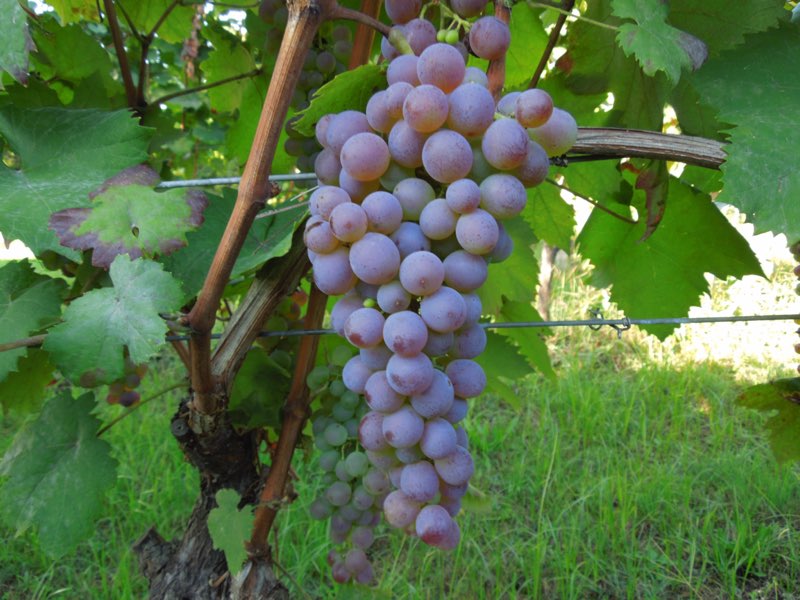 Rosciola grappolo