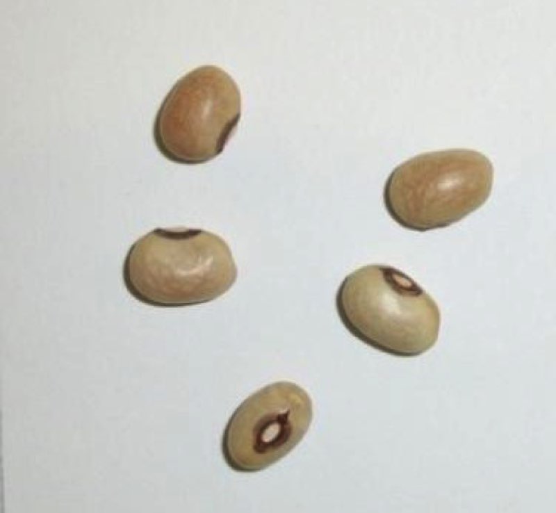 Verdolino