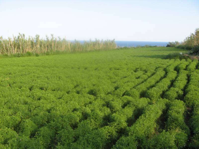 Lenticchia di Ventotene - Fioritura