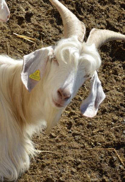 Capra bianca monticellana