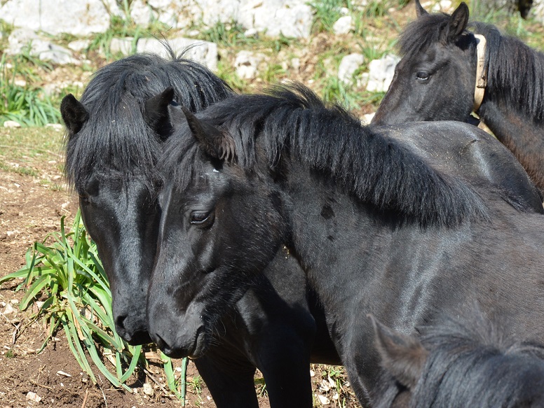 Pony di Esperia