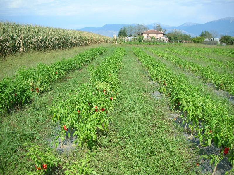 Campo di Peperone Cornetto di Pontecorvo