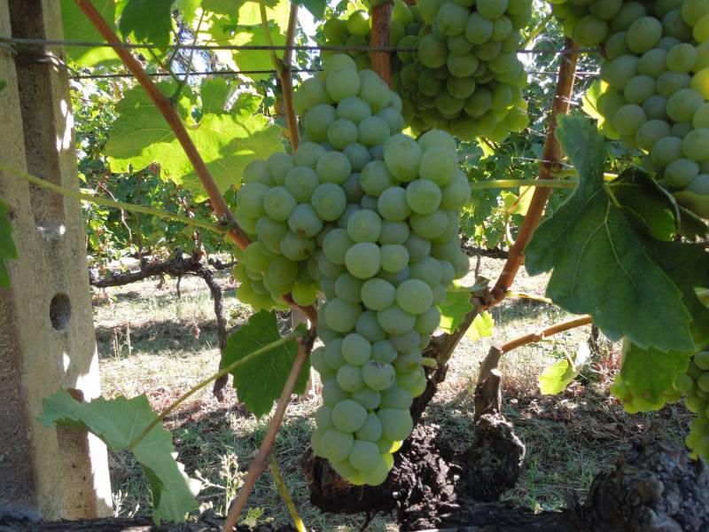 Verdello grappolo
