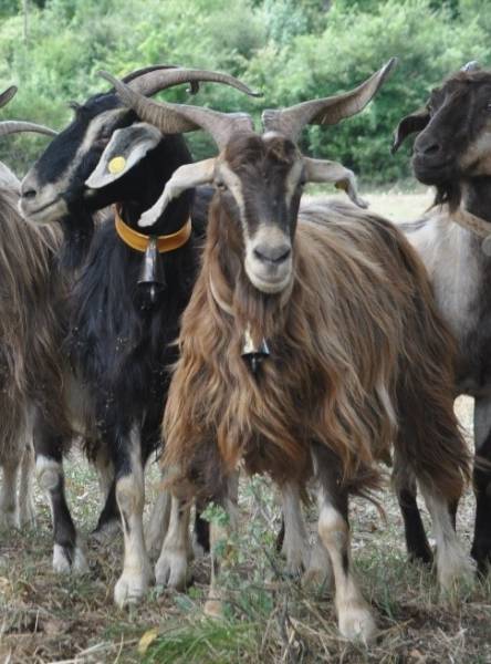 Capra fulva