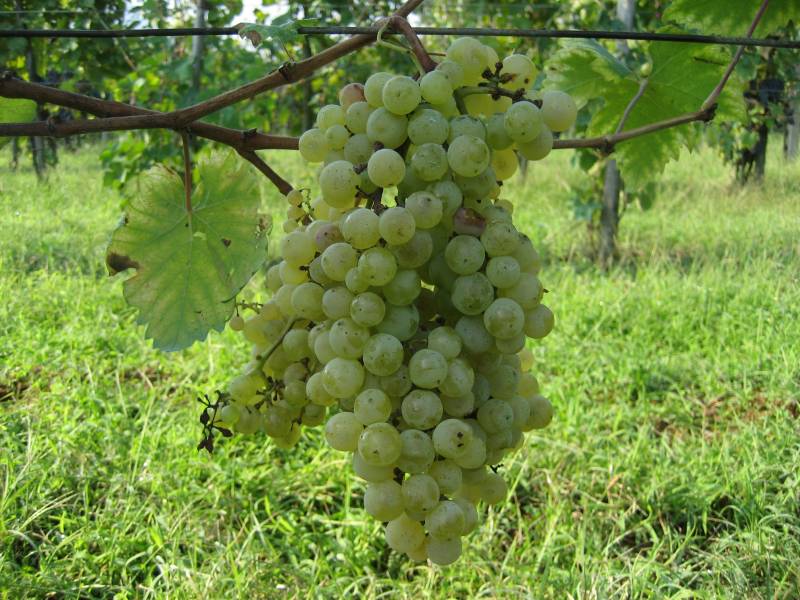 Foiana b. grappolo