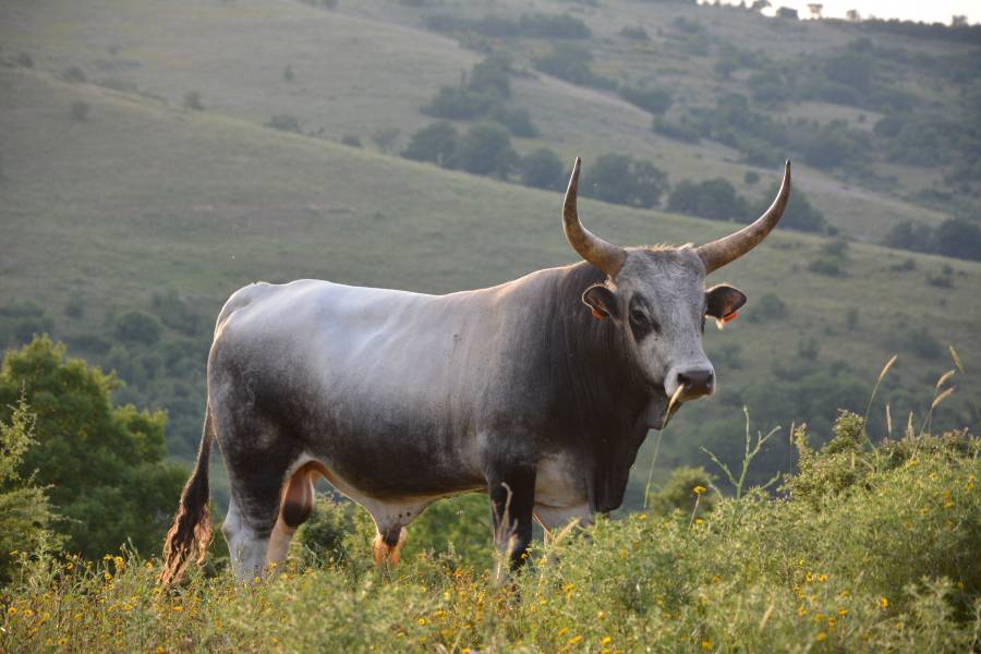 Toro Maremmano pascolo brado - Tolfa