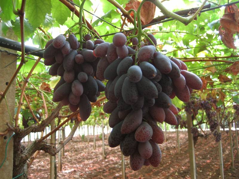 Pizzutello Nero n.