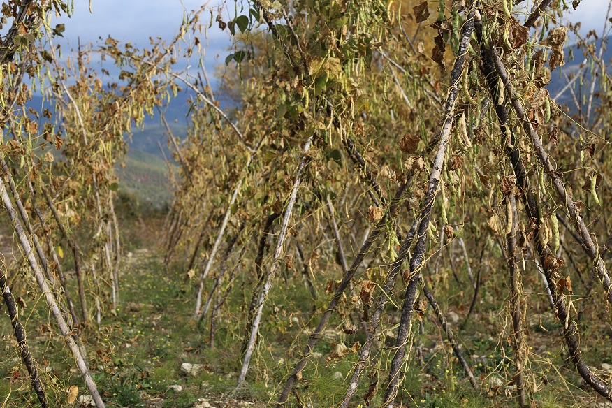 Fagiolo Pisello (Amadio)