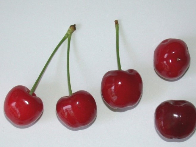 Ciliegio Buonora