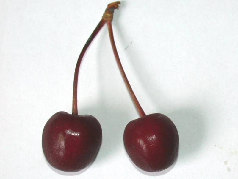 Ciliegio Crognolo