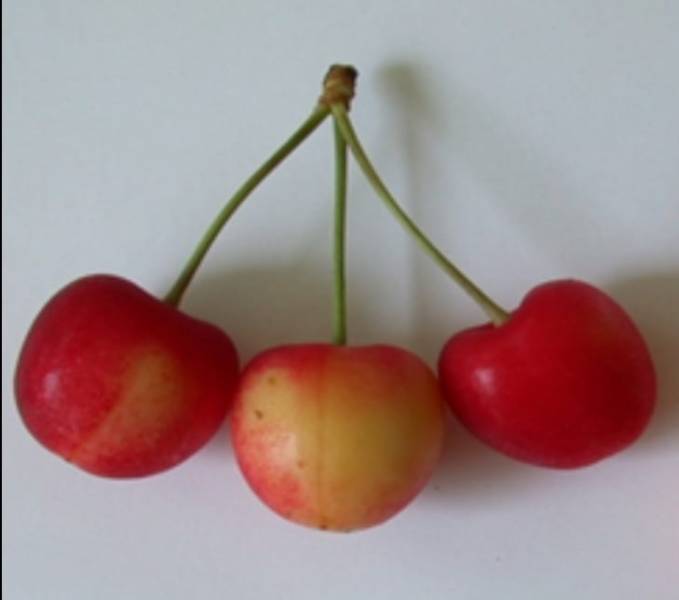 Ciliegio Biancona