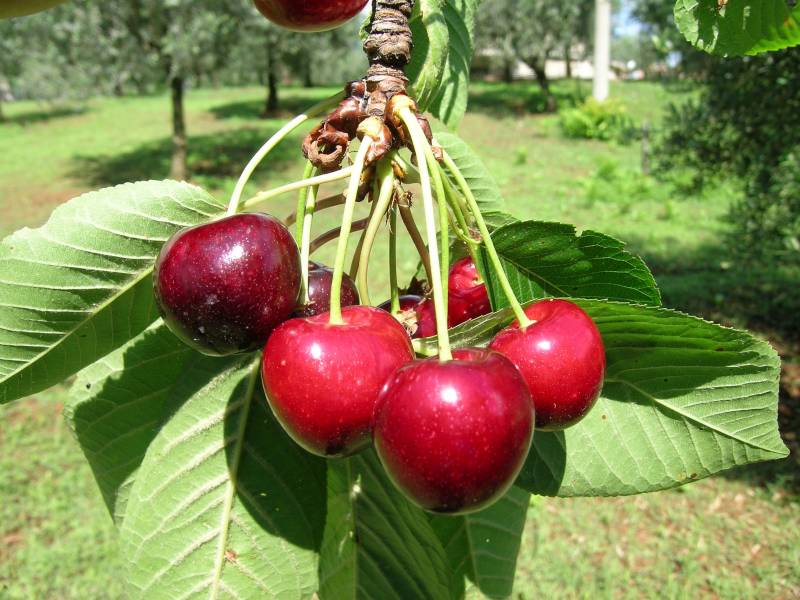 Ciliegio Patrei nera