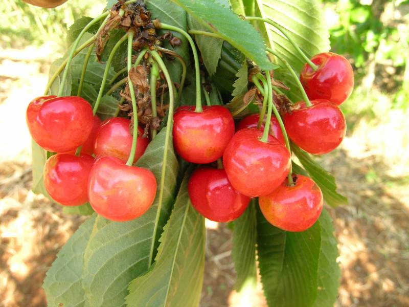 Ciliegio Patrei rosso