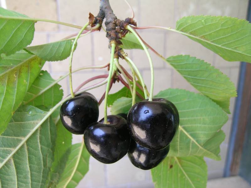 Ciliegio Crognalina di Marcellina