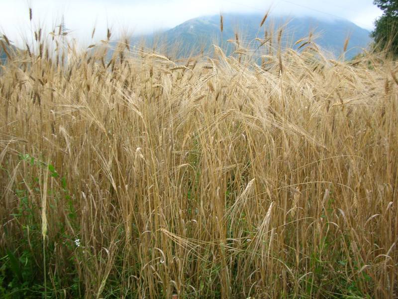 Farro Alta valle del Tronto
