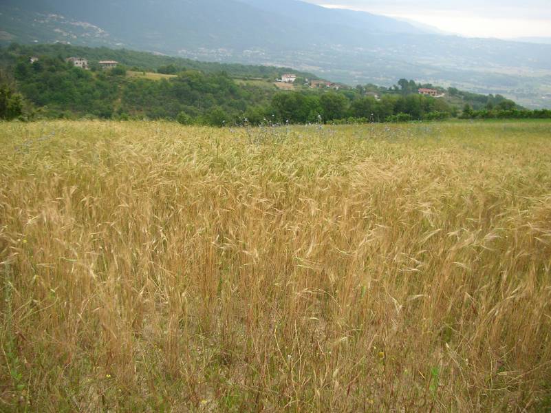 Farro Alta valle del Tronto