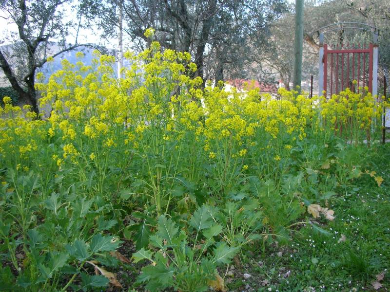 Rapa Catalogna fioritura