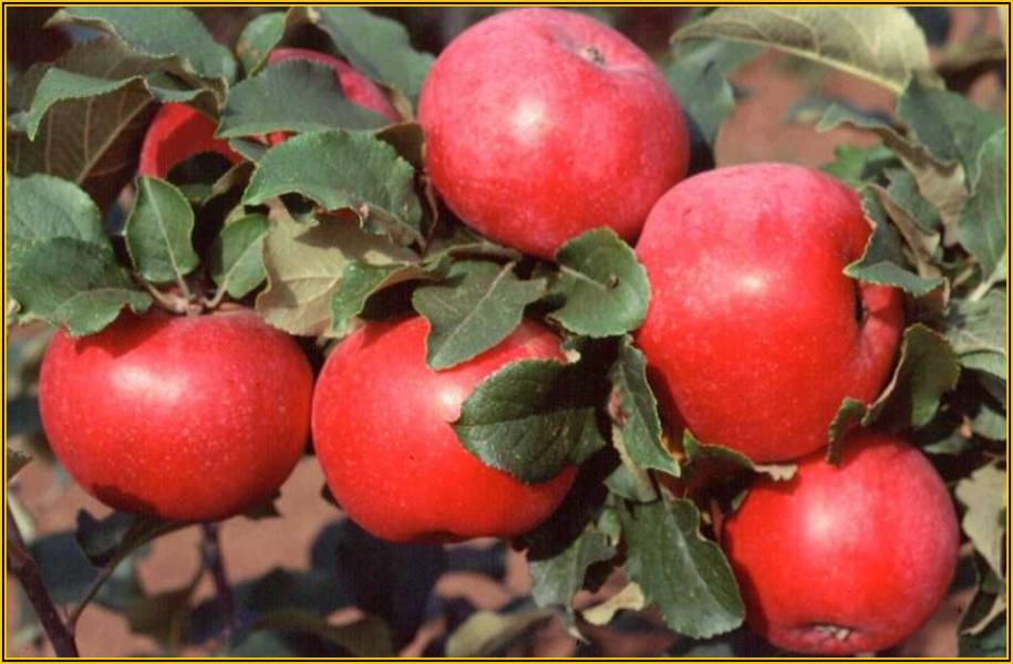 Fragola