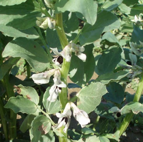 Favetta Fiore