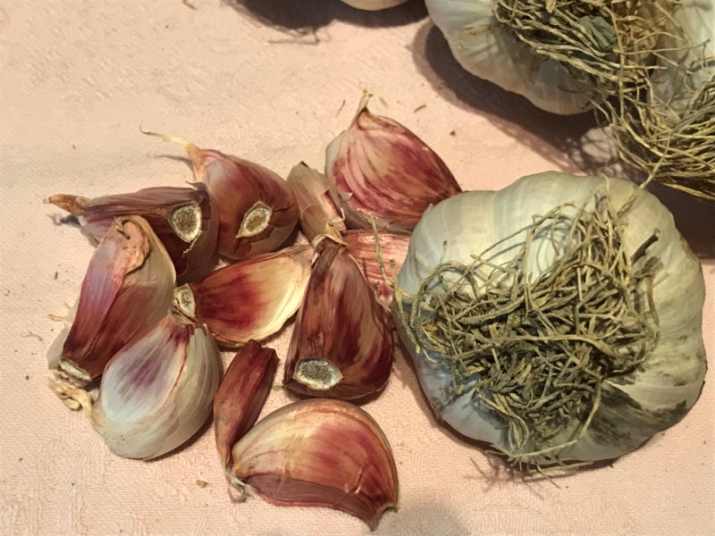 Aglio Proceno