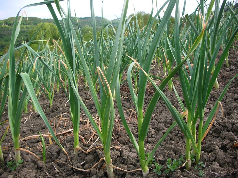 Aglio Proceno