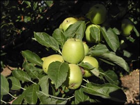 Limoncella Mela