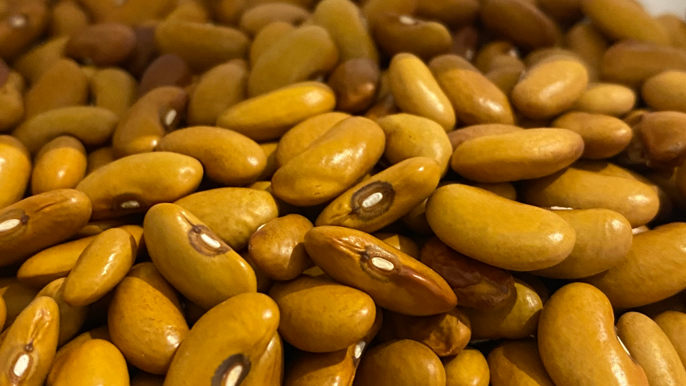 Piumarola R