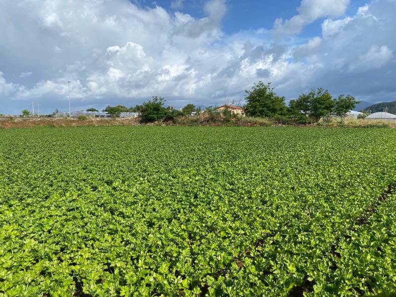 Campo sedano b (MC)