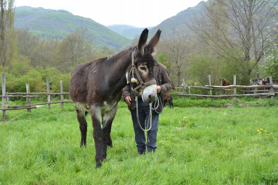 Ragusano stallone (VI)
