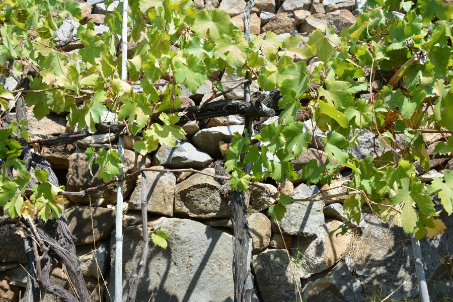 Biancolella muro a secco (VI)