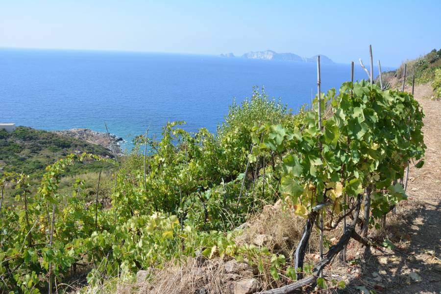 Biancolella Palmarola (VI)