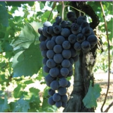 Maturano Nero